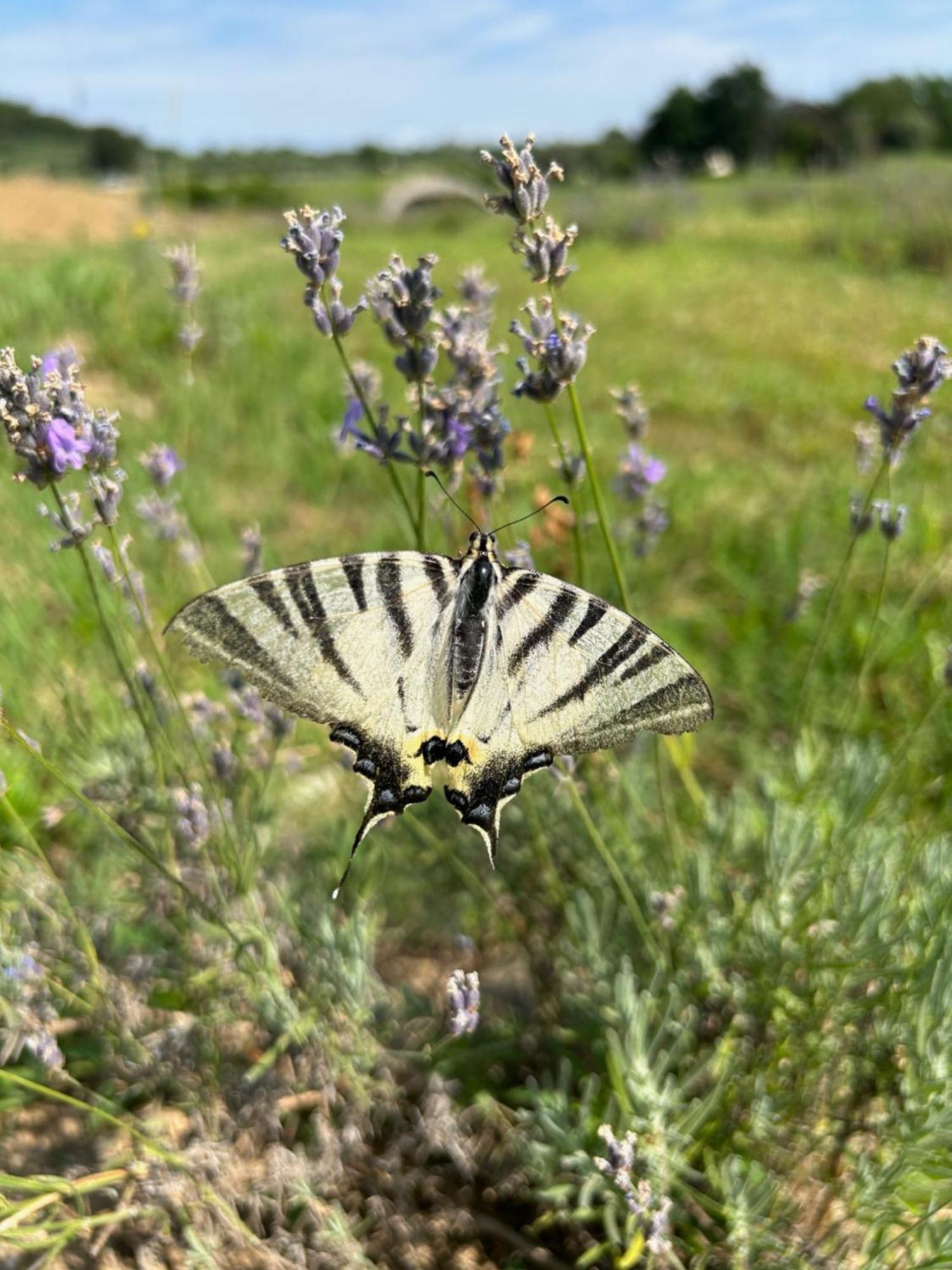 לונאטו Agriturismo Al Mancino מראה חיצוני תמונה