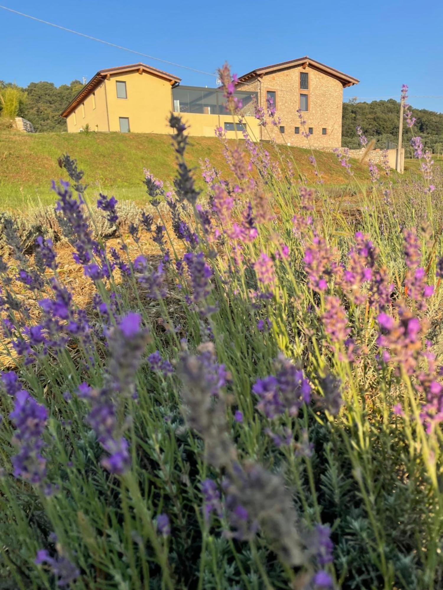 לונאטו Agriturismo Al Mancino מראה חיצוני תמונה